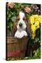 Basset Basket- Basset Hound Pup in Peach Basket with Flowers, Burlington-Lynn M^ Stone-Stretched Canvas