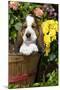 Basset Basket- Basset Hound Pup in Peach Basket with Flowers, Burlington-Lynn M^ Stone-Mounted Photographic Print