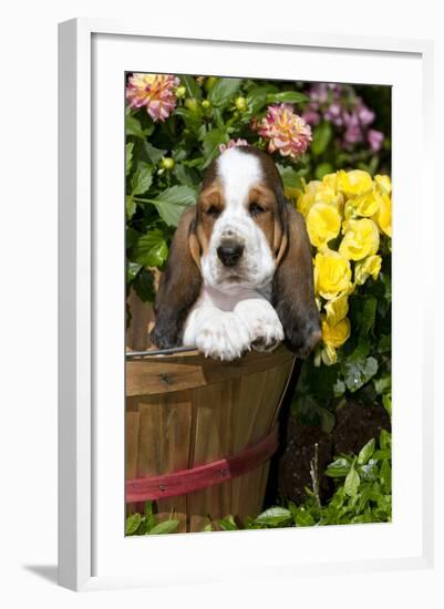 Basset Basket- Basset Hound Pup in Peach Basket with Flowers, Burlington-Lynn M^ Stone-Framed Photographic Print