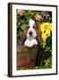 Basset Basket- Basset Hound Pup in Peach Basket with Flowers, Burlington-Lynn M^ Stone-Framed Photographic Print