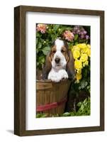 Basset Basket- Basset Hound Pup in Peach Basket with Flowers, Burlington-Lynn M^ Stone-Framed Photographic Print