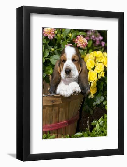 Basset Basket- Basset Hound Pup in Peach Basket with Flowers, Burlington-Lynn M^ Stone-Framed Photographic Print