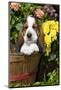 Basset Basket- Basset Hound Pup in Peach Basket with Flowers, Burlington-Lynn M^ Stone-Mounted Photographic Print