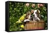 Basset Basket- Basset Hound Pups in Peach Basket, Flowers, Burlington, Wisconsin, USA-Lynn M^ Stone-Framed Stretched Canvas