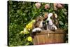 Basset Basket- Basset Hound Pups in Peach Basket, Flowers, Burlington, Wisconsin, USA-Lynn M^ Stone-Stretched Canvas