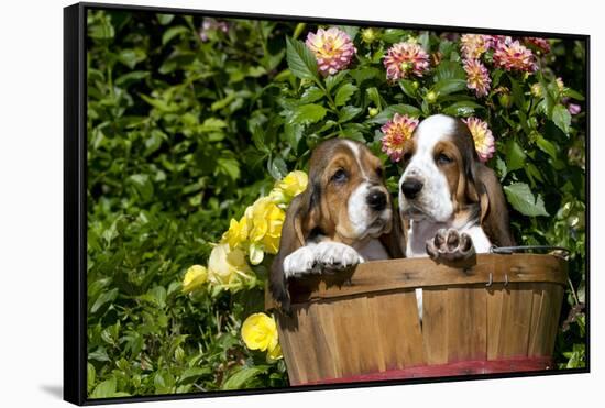 Basset Basket- Basset Hound Pups in Peach Basket, Flowers, Burlington, Wisconsin, USA-Lynn M^ Stone-Framed Stretched Canvas