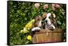 Basset Basket- Basset Hound Pups in Peach Basket, Flowers, Burlington, Wisconsin, USA-Lynn M^ Stone-Framed Stretched Canvas