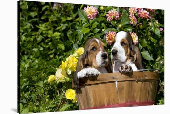 Basset Basket- Basset Hound Pups in Peach Basket, Flowers, Burlington, Wisconsin, USA-Lynn M^ Stone-Stretched Canvas