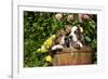 Basset Basket- Basset Hound Pups in Peach Basket, Flowers, Burlington, Wisconsin, USA-Lynn M^ Stone-Framed Photographic Print