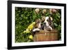 Basset Basket- Basset Hound Pups in Peach Basket, Flowers, Burlington, Wisconsin, USA-Lynn M^ Stone-Framed Photographic Print