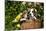 Basset Basket- Basset Hound Pups in Peach Basket, Flowers, Burlington, Wisconsin, USA-Lynn M^ Stone-Mounted Photographic Print