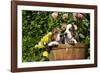 Basset Basket- Basset Hound Pups in Peach Basket, Flowers, Burlington, Wisconsin, USA-Lynn M^ Stone-Framed Photographic Print