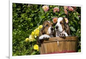 Basset Basket- Basset Hound Pups in Peach Basket, Flowers, Burlington, Wisconsin, USA-Lynn M^ Stone-Framed Photographic Print