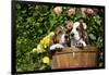 Basset Basket- Basset Hound Pups in Peach Basket, Flowers, Burlington, Wisconsin, USA-Lynn M^ Stone-Framed Photographic Print