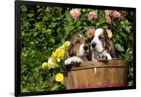 Basset Basket- Basset Hound Pups in Peach Basket, Flowers, Burlington, Wisconsin, USA-Lynn M^ Stone-Framed Photographic Print