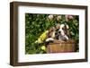 Basset Basket- Basset Hound Pups in Peach Basket, Flowers, Burlington, Wisconsin, USA-Lynn M^ Stone-Framed Photographic Print