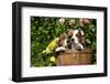 Basset Basket- Basset Hound Pups in Peach Basket, Flowers, Burlington, Wisconsin, USA-Lynn M^ Stone-Framed Photographic Print