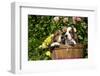 Basset Basket- Basset Hound Pups in Peach Basket, Flowers, Burlington, Wisconsin, USA-Lynn M^ Stone-Framed Photographic Print