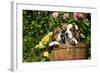 Basset Basket- Basset Hound Pups in Peach Basket, Flowers, Burlington, Wisconsin, USA-Lynn M^ Stone-Framed Photographic Print