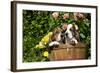 Basset Basket- Basset Hound Pups in Peach Basket, Flowers, Burlington, Wisconsin, USA-Lynn M^ Stone-Framed Photographic Print
