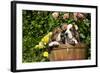 Basset Basket- Basset Hound Pups in Peach Basket, Flowers, Burlington, Wisconsin, USA-Lynn M^ Stone-Framed Photographic Print