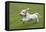 Basset Griffon Vendeen Young Dog Running-null-Framed Stretched Canvas