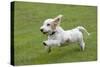 Basset Griffon Vendeen Young Dog Running-null-Stretched Canvas