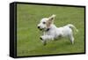 Basset Griffon Vendeen Young Dog Running-null-Framed Stretched Canvas