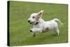 Basset Griffon Vendeen Young Dog Running-null-Stretched Canvas