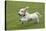 Basset Griffon Vendeen Young Dog Running-null-Stretched Canvas