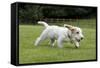 Basset Griffon Vendeen Young Dog Running-null-Framed Stretched Canvas