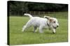 Basset Griffon Vendeen Young Dog Running-null-Stretched Canvas