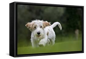 Basset Griffon Vendeen Young Dog Running-null-Framed Stretched Canvas