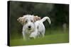 Basset Griffon Vendeen Young Dog Running-null-Stretched Canvas