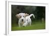 Basset Griffon Vendeen Young Dog Running-null-Framed Photographic Print