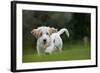 Basset Griffon Vendeen Young Dog Running-null-Framed Photographic Print