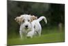 Basset Griffon Vendeen Young Dog Running-null-Mounted Photographic Print