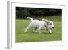 Basset Griffon Vendeen Young Dog Running-null-Framed Photographic Print