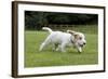 Basset Griffon Vendeen Young Dog Running-null-Framed Photographic Print