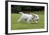 Basset Griffon Vendeen Young Dog Running-null-Framed Photographic Print