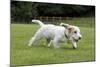 Basset Griffon Vendeen Young Dog Running-null-Mounted Photographic Print