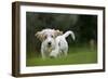 Basset Griffon Vendeen Young Dog Running-null-Framed Photographic Print