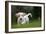 Basset Griffon Vendeen Young Dog Running-null-Framed Photographic Print
