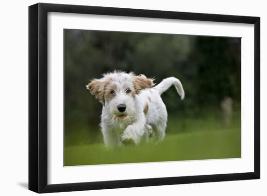 Basset Griffon Vendeen Young Dog Running-null-Framed Photographic Print