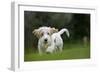 Basset Griffon Vendeen Young Dog Running-null-Framed Photographic Print