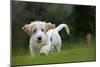 Basset Griffon Vendeen Young Dog Running-null-Mounted Photographic Print