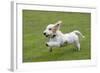 Basset Griffon Vendeen Young Dog Running-null-Framed Photographic Print