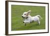 Basset Griffon Vendeen Young Dog Running-null-Framed Photographic Print