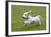 Basset Griffon Vendeen Young Dog Running-null-Framed Photographic Print