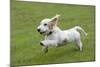 Basset Griffon Vendeen Young Dog Running-null-Mounted Photographic Print